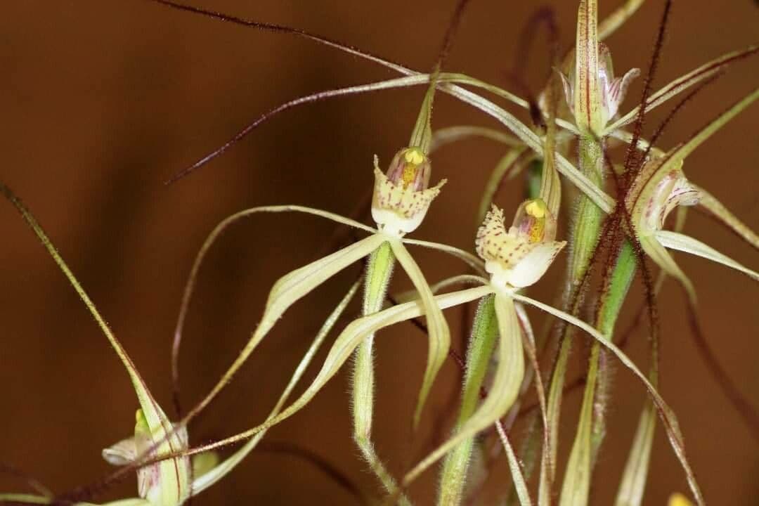 Caladenia