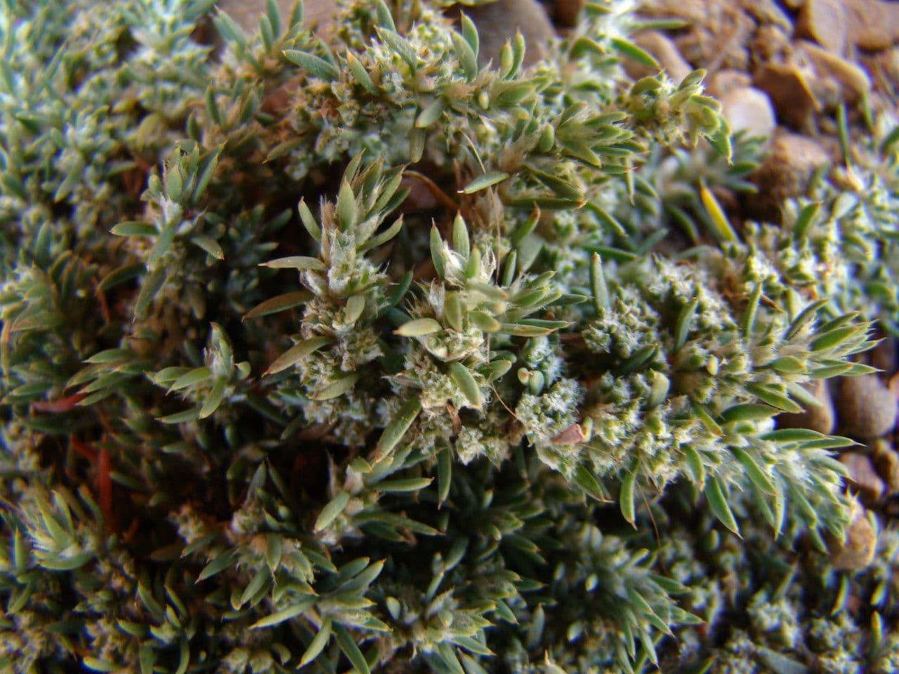 Cardionema 2