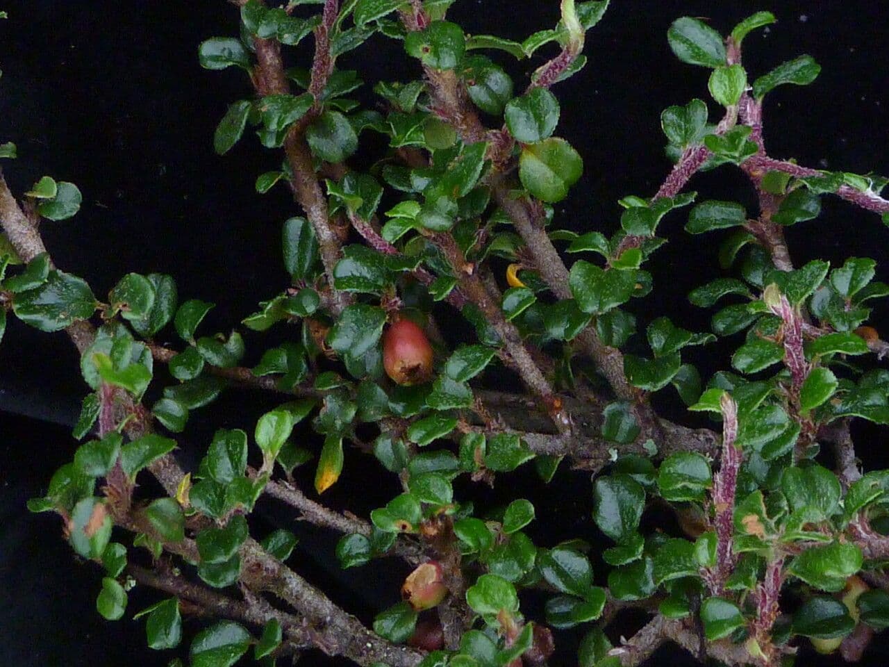 Cotonastro 3