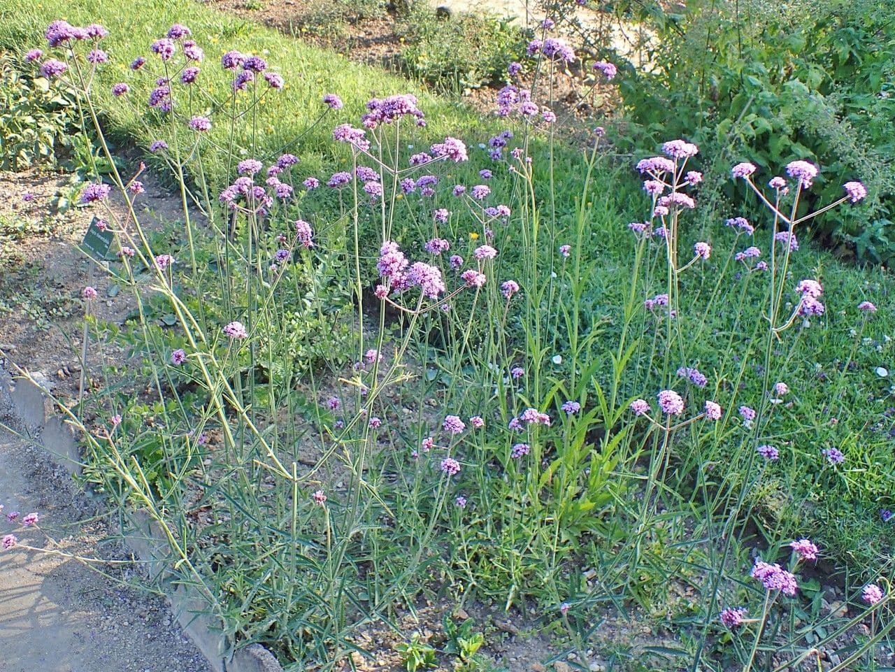 Verbena di Buenos Aires 13