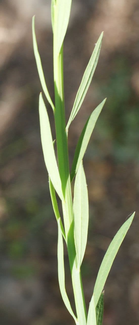 Guardalobo 23