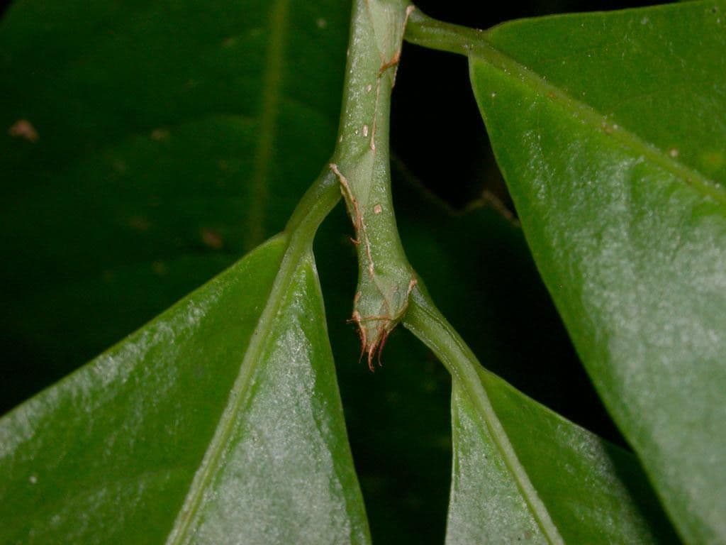 Erythroxylum 14