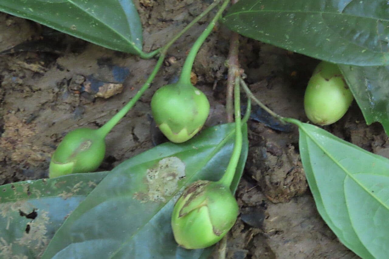 Quararibea 3