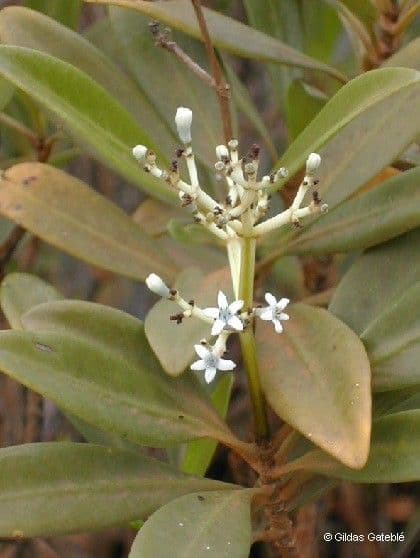 Psychotria 4