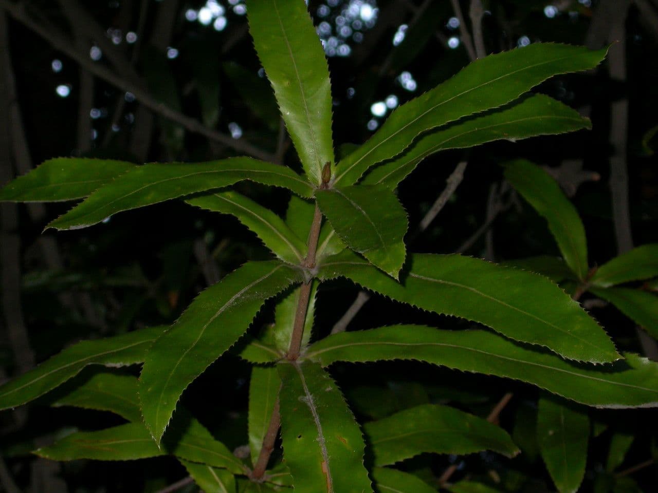 Noce di macadamia 6