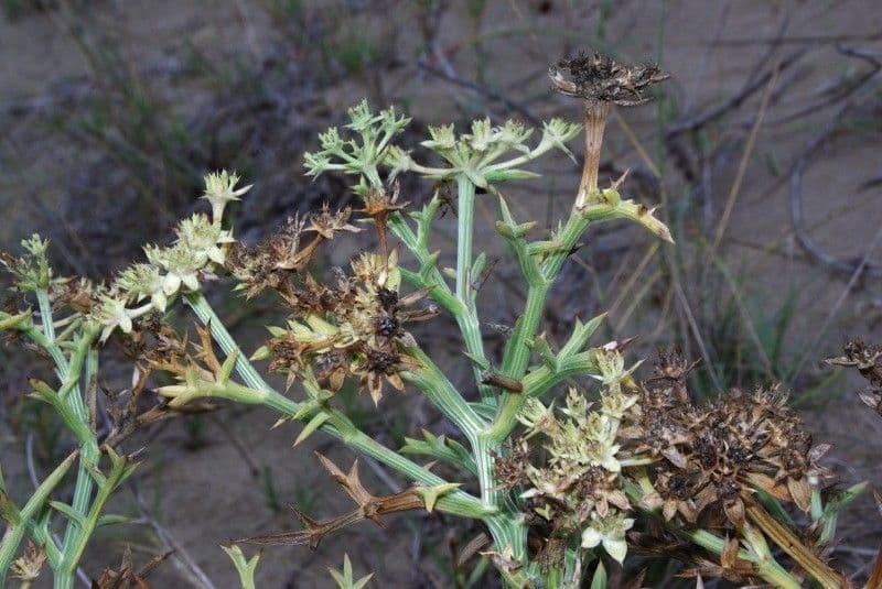Echinophora spinosa 26