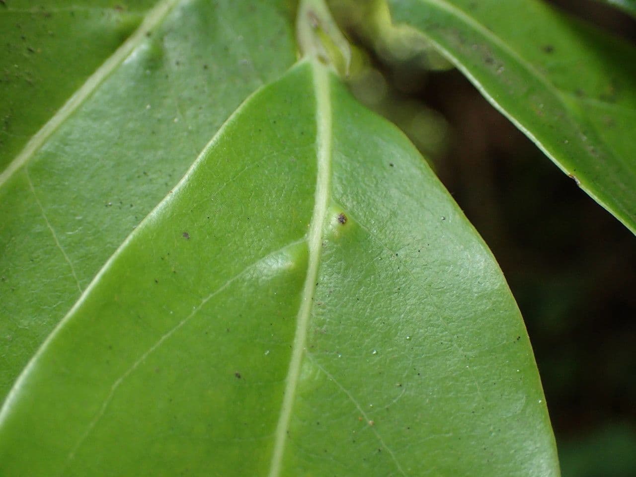 Ocotea 12