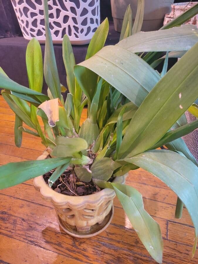 Oncidium 14