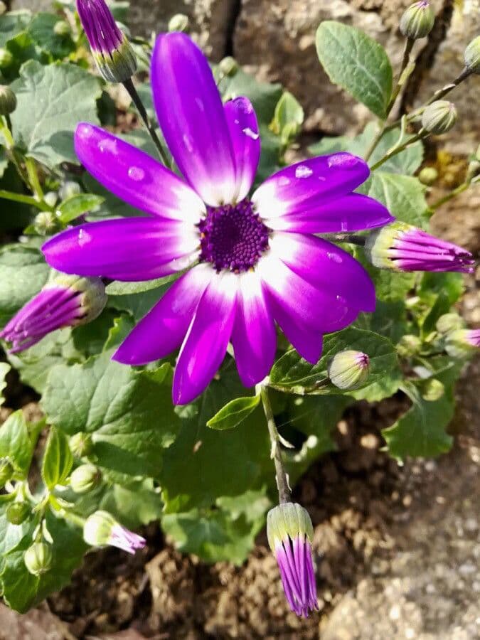 Pericallis 2