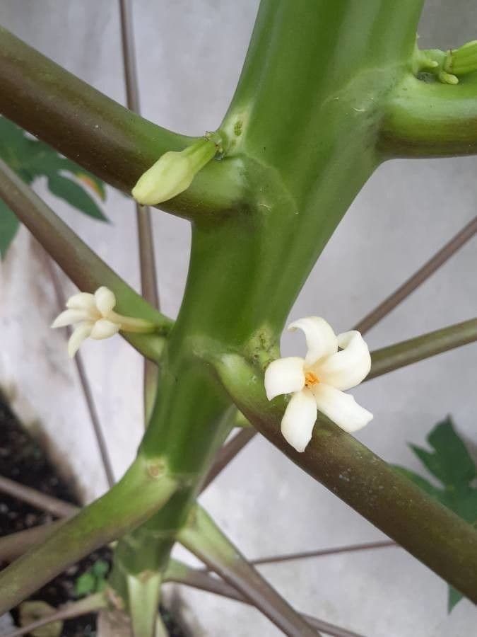 Papaya 7
