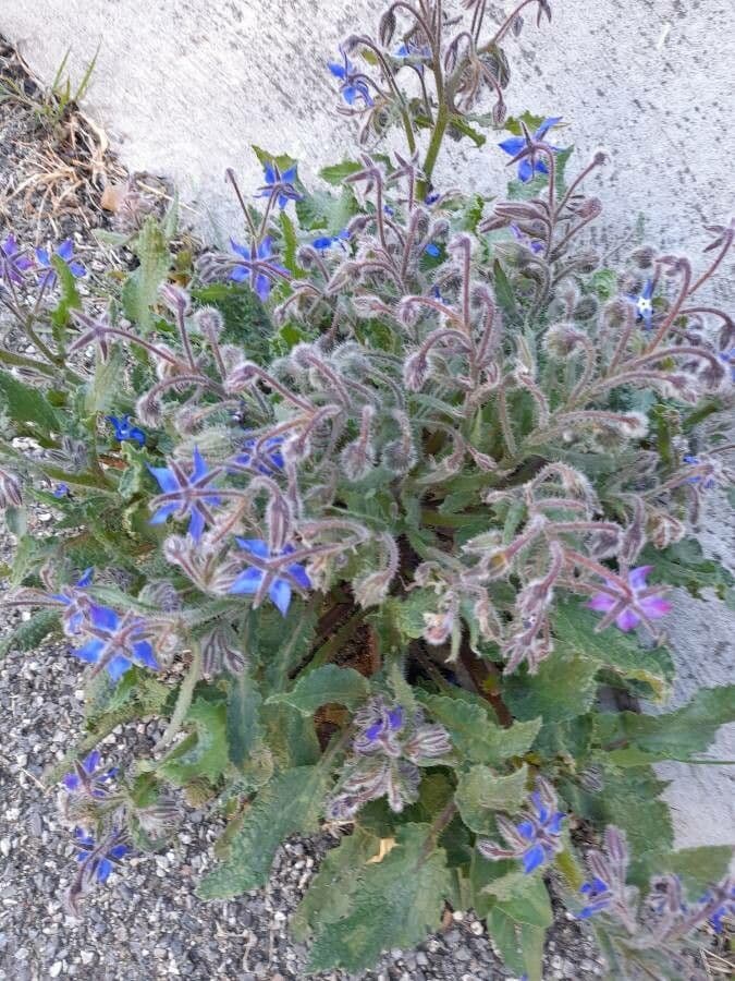 Buglossoides azzurra 15