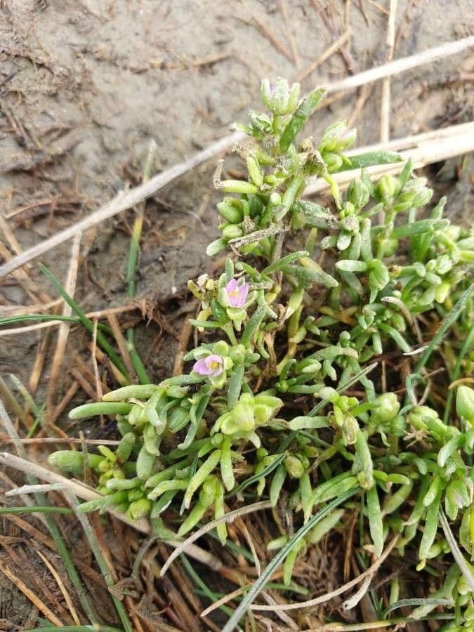 Spergularia marina 2