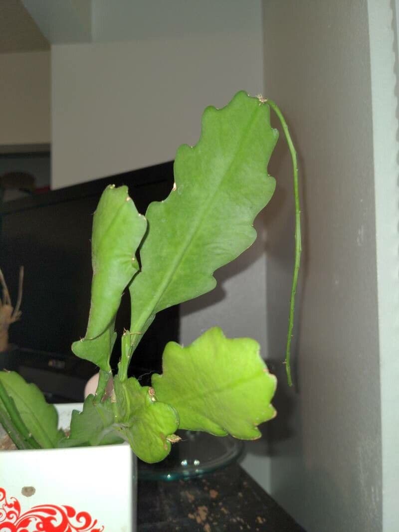 Disocactus 16