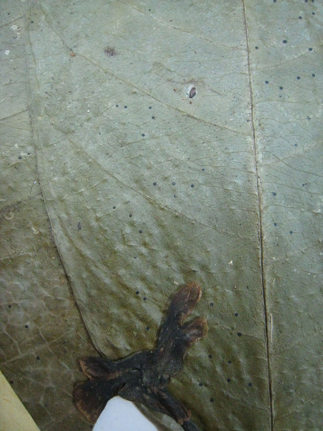 Tabernaemontana 10