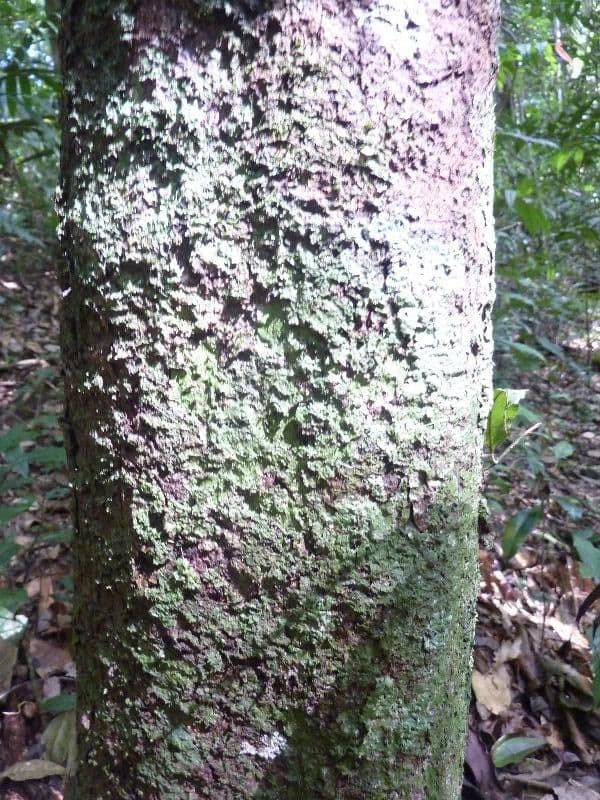 Bentham-Garcinia 10