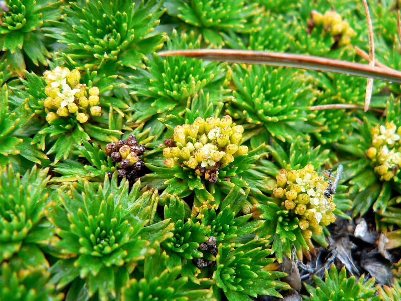 Azorella 7