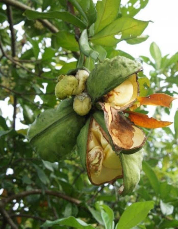 Cola acuminata
