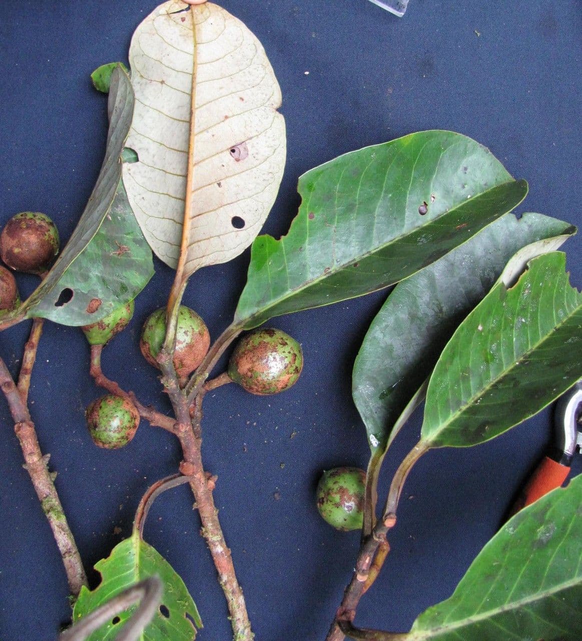 Otoba novogranatensis 22