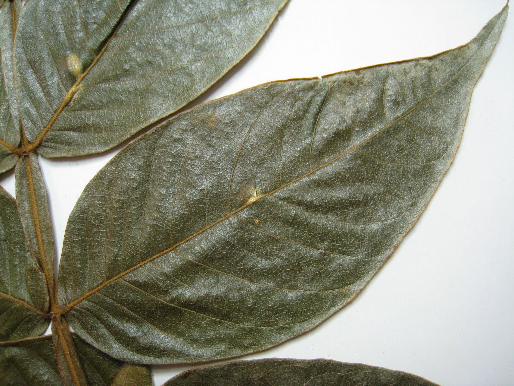Inga striata 3