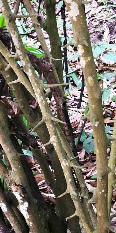 Antigonon leptopus 23