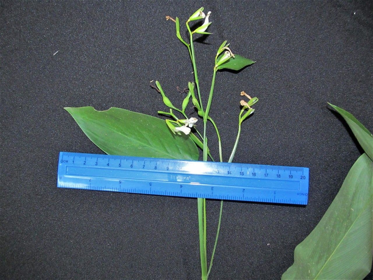 Maranta 28