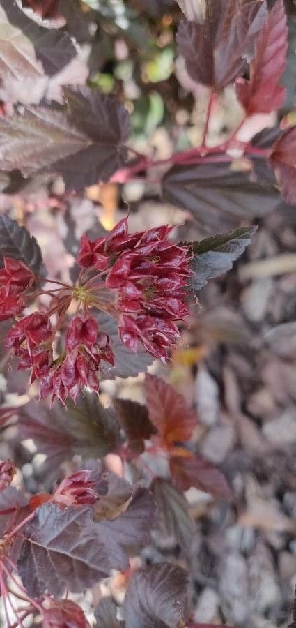 Potočnice strední 5