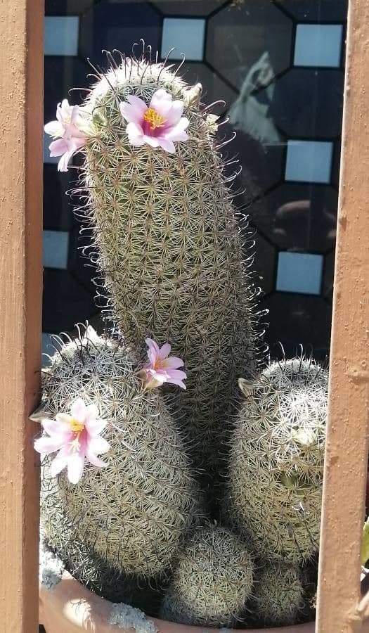 Cactus di Mazatlán