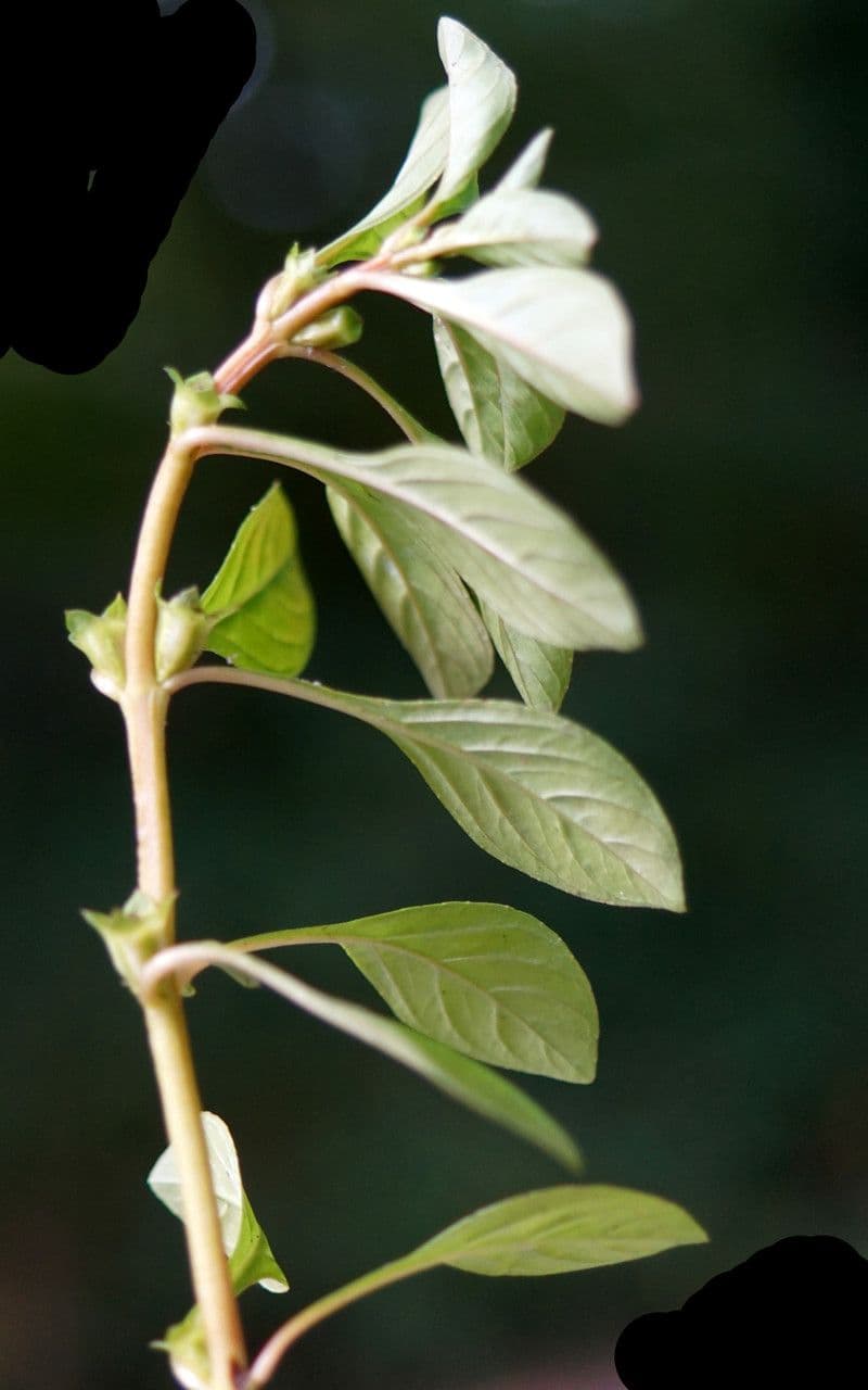 Isnardia 11
