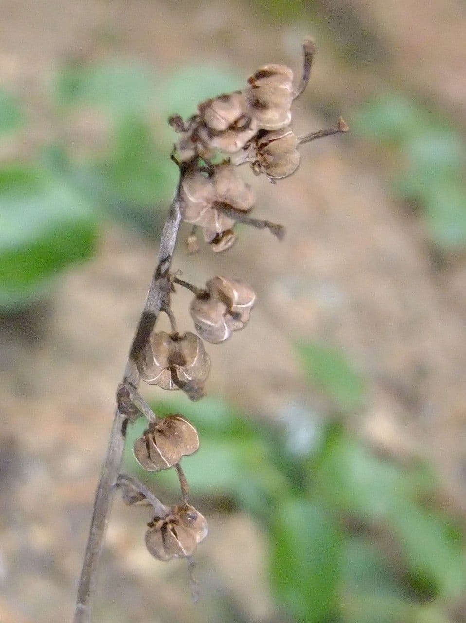 Serrated-wintergreen 3