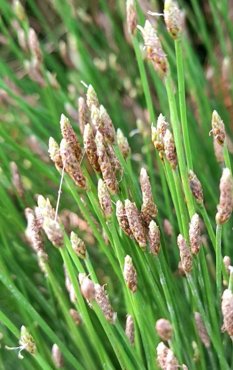 Sedge bonariensis 5