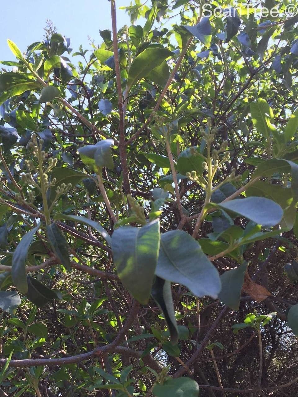 Calodendrum 17