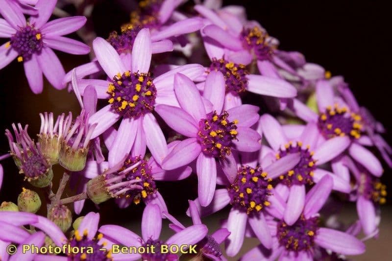 Pericallis 3