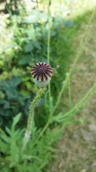 Klatschmohn 5