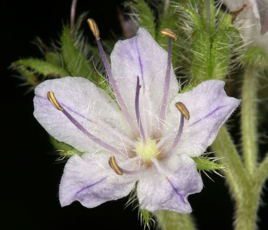 Hydrophyllum occidentale 4