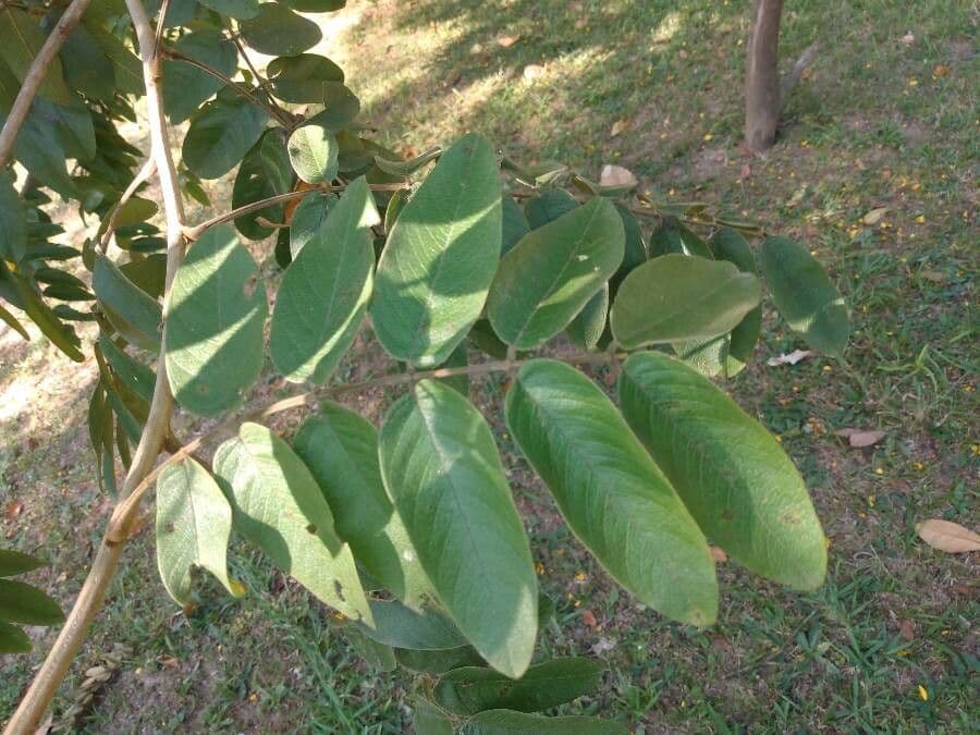 Wald-Senna 3