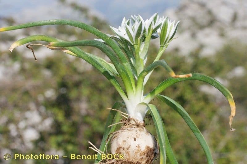 Ornithogalum 4