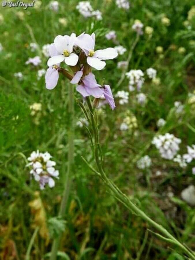 Erucaria 10