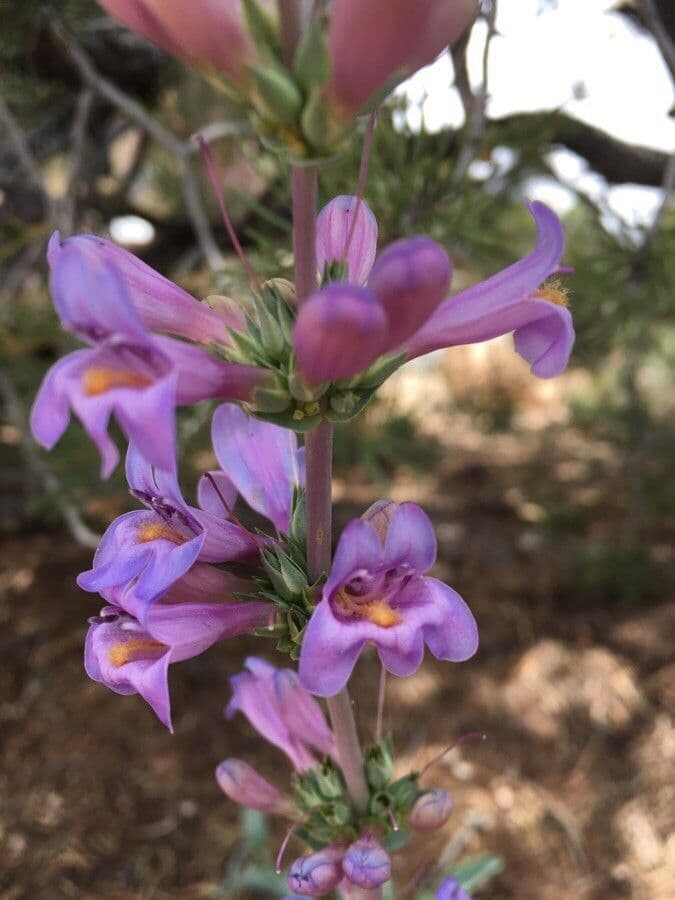 Penstemon secundiflorus 4