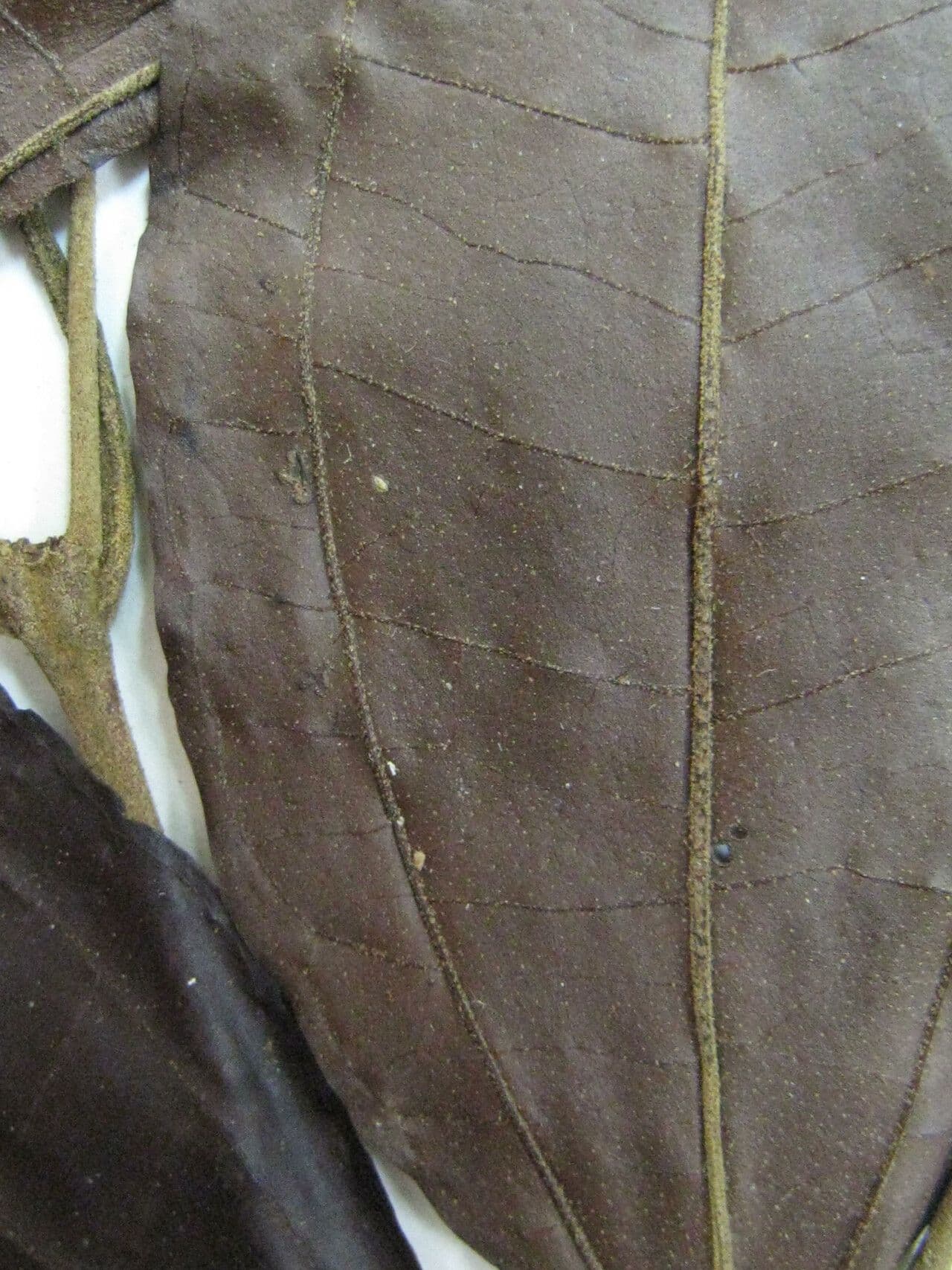Miconia 2