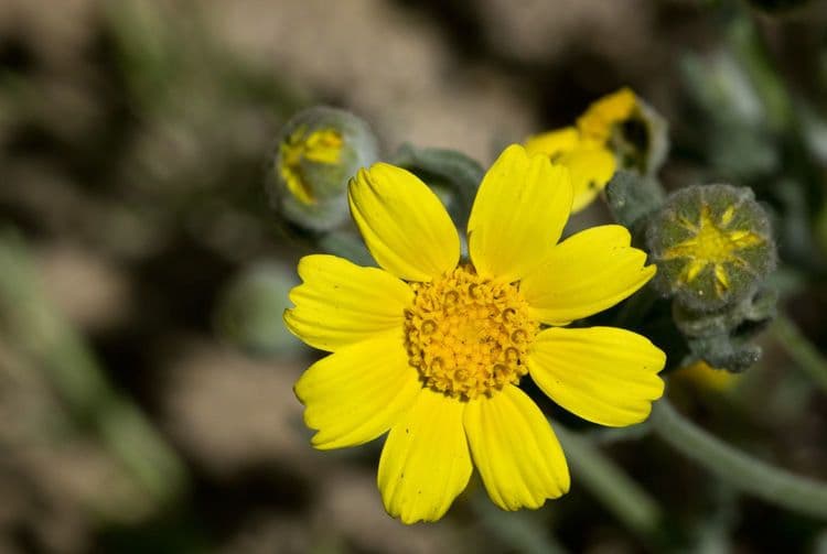 Monolopia lanceolata 3
