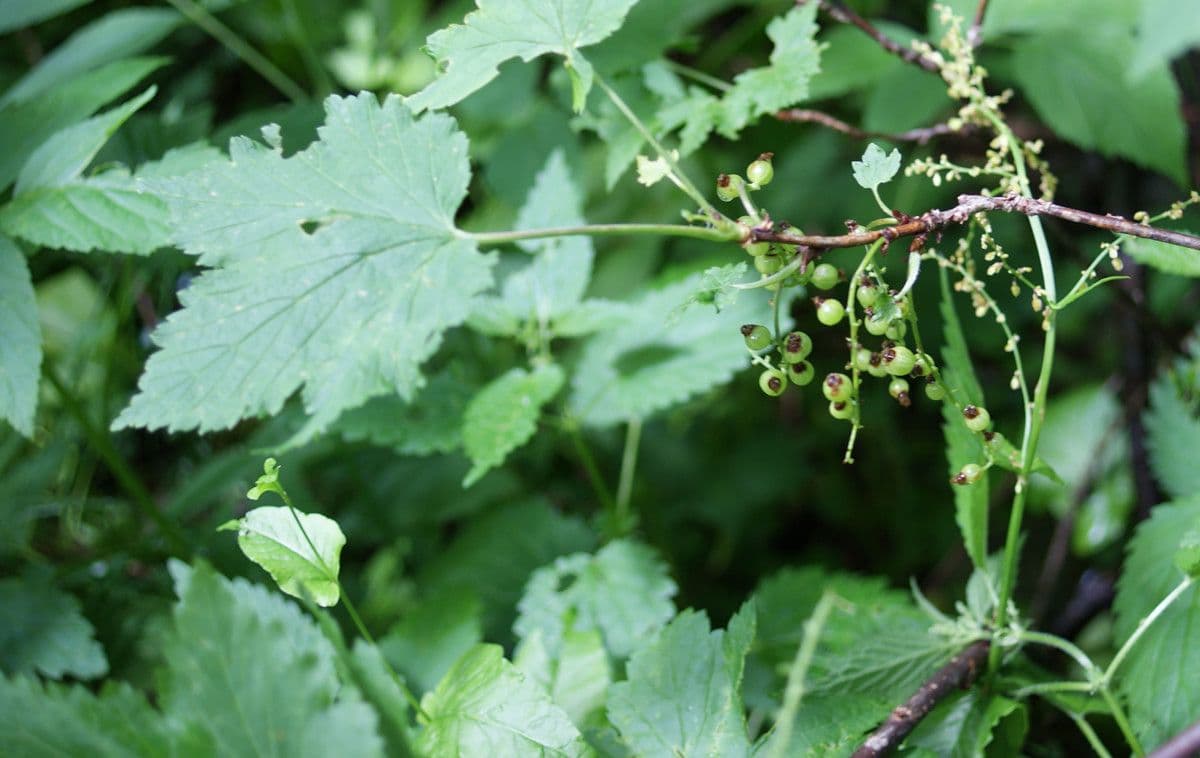 Ribes petraeum 26