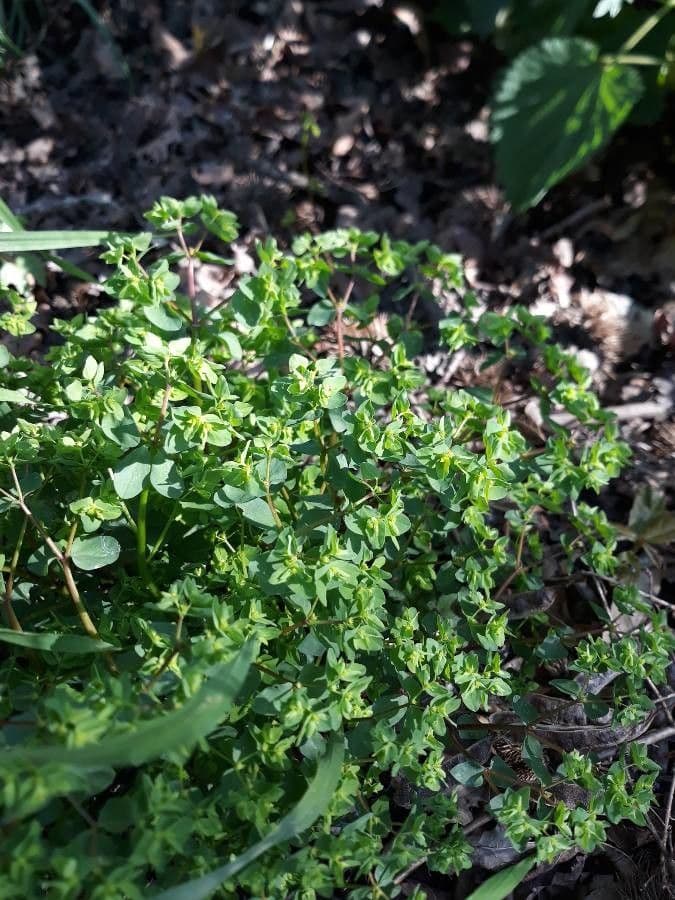 Garten-Wolfsmilch 3