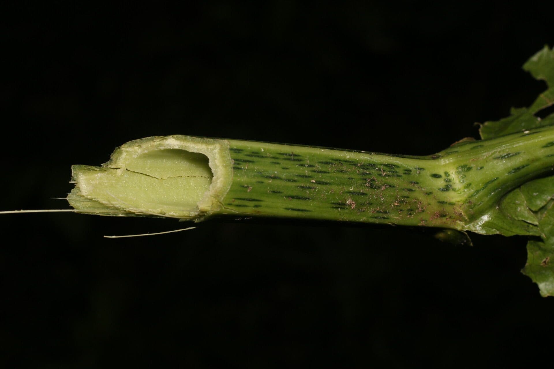 Critonia 13