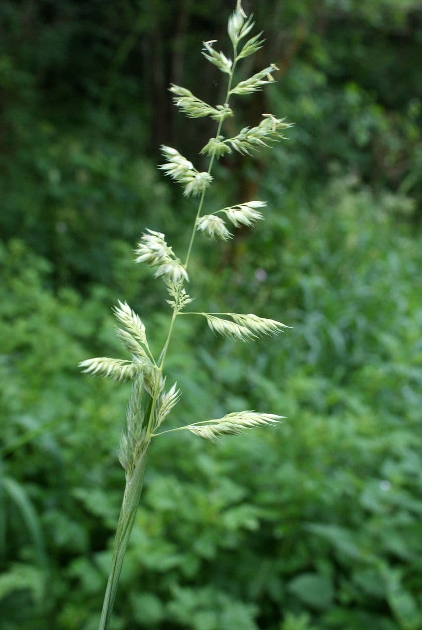 Scagliola arundinacea 7