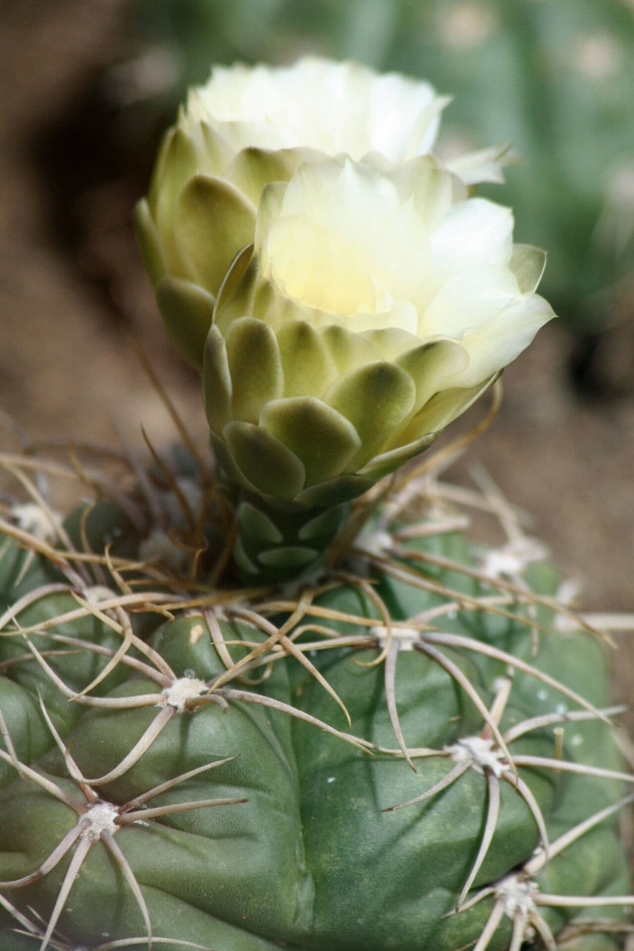 Cactus ragno 2