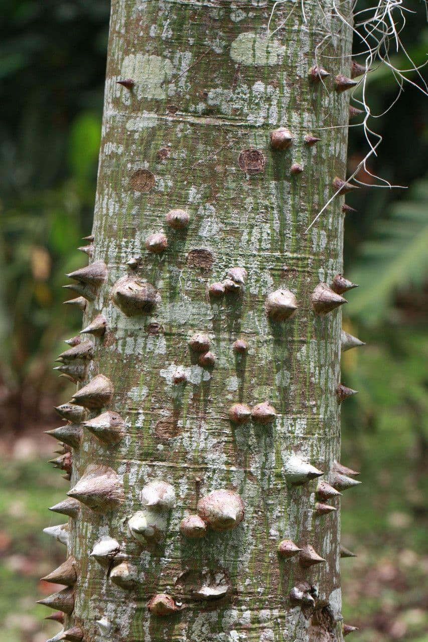 Siebenlappiger Pseudobombax 17
