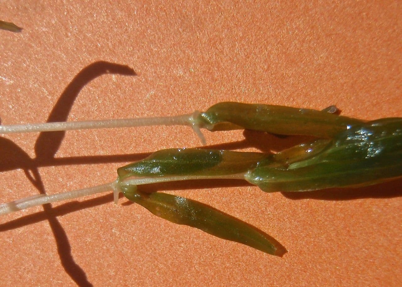 Callitriche troncata 2