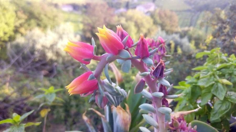 Echeveria elegante 9