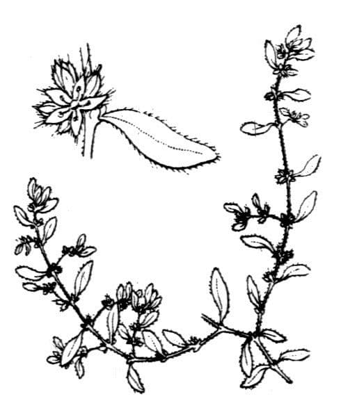 Herniaria hirsuta 25