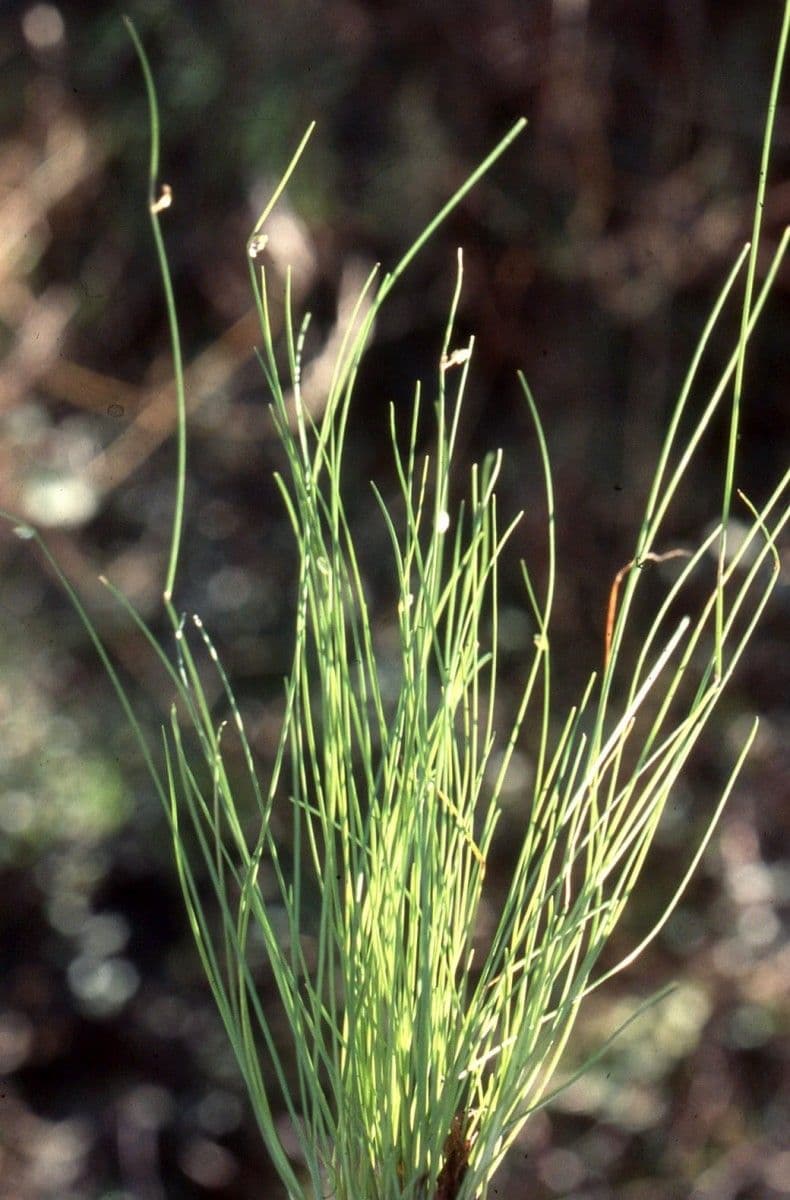 Schoenoplectus setaceus 13